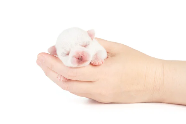 White puppy — Stock Photo, Image