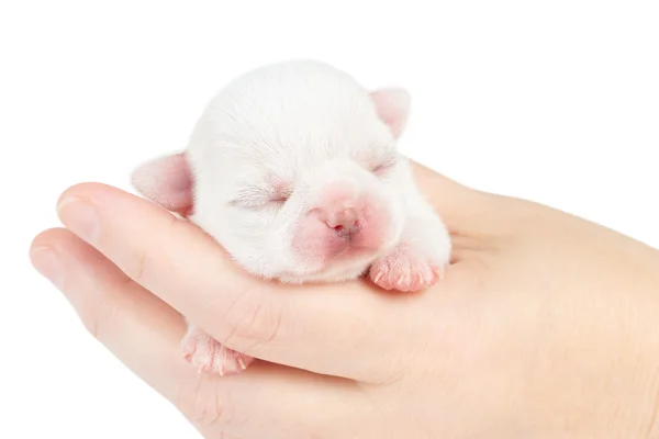One week old puppy