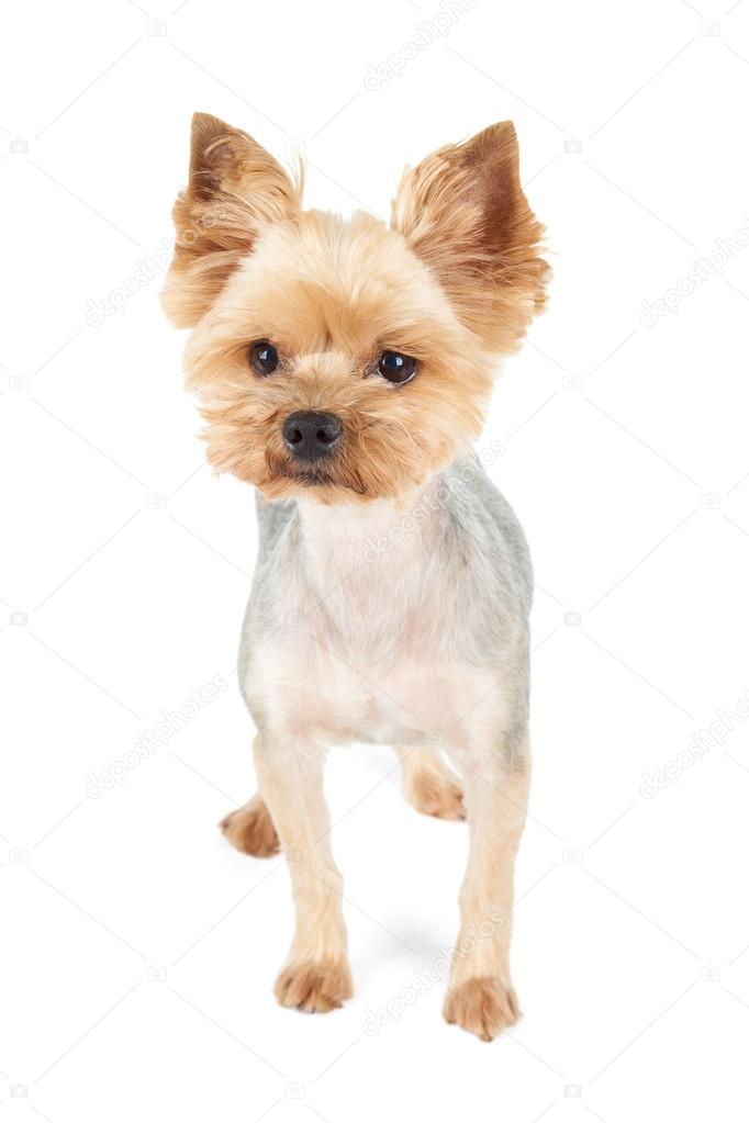 Studio Shot Of The Dog Stock Photo C Photopotam 81574552