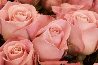 Birkaç pembe güller