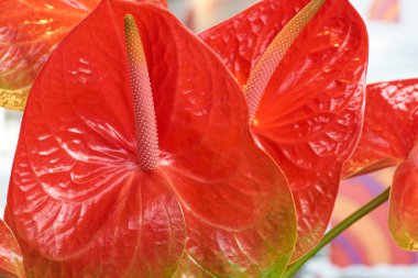 Anthurium baharat