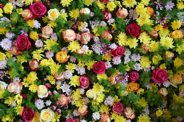 Variedad de flores — Foto de Stock