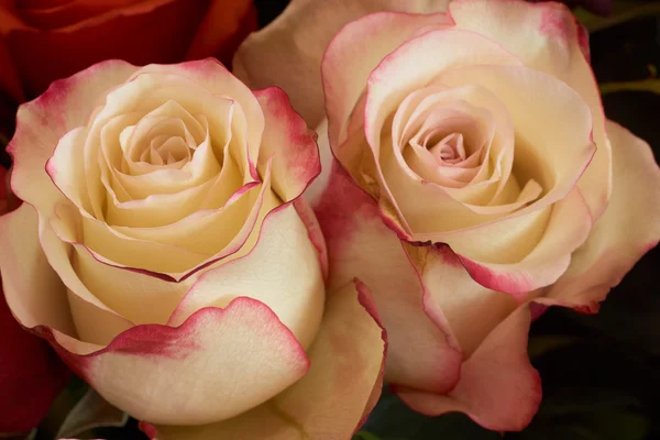 Beige roses — Stock Photo, Image