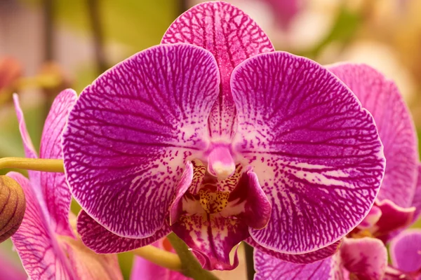 Macro shot d'orchidée rose — Photo