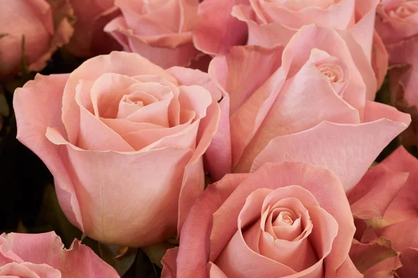 Rosas rosadas — Foto de Stock