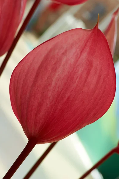 Anthurium Xavia — Zdjęcie stockowe