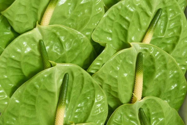 Anthurium Midori — Stock Fotó