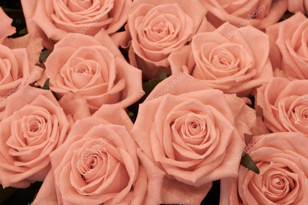 Peach roses Stock Photo by ©photopotam 83958048