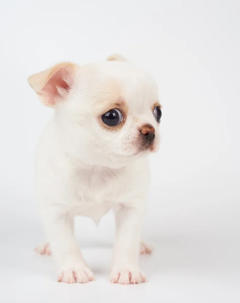 Bonito cachorrinho. — Fotografia de Stock