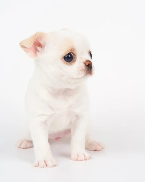 Cãozinho branco — Fotografia de Stock