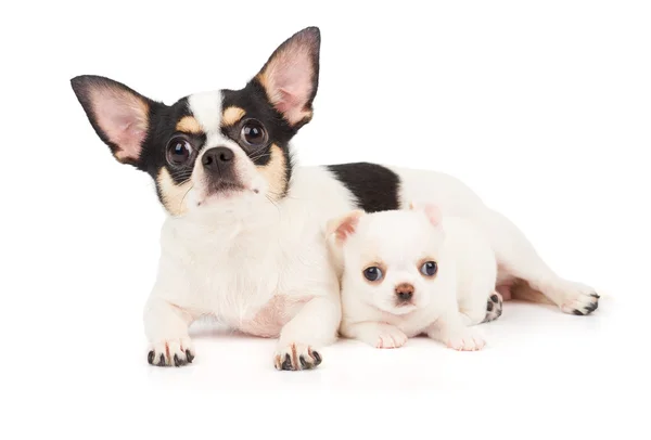 Chihuahua matki i jej puppy — Zdjęcie stockowe