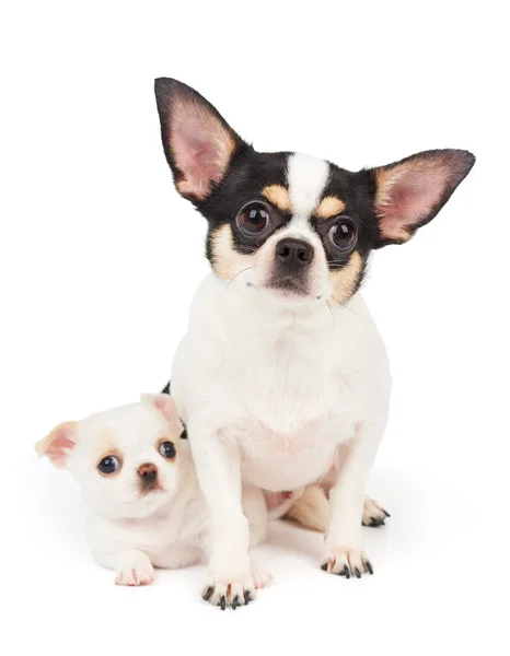 Chihuahua i jej puppy — Zdjęcie stockowe