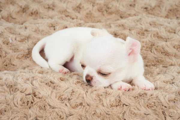 Белый щенок на кровати — стоковое фото