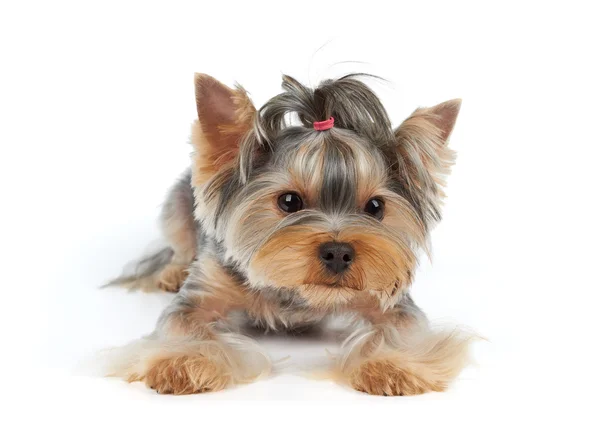 Pies z fryzurą — Zdjęcie stockowe