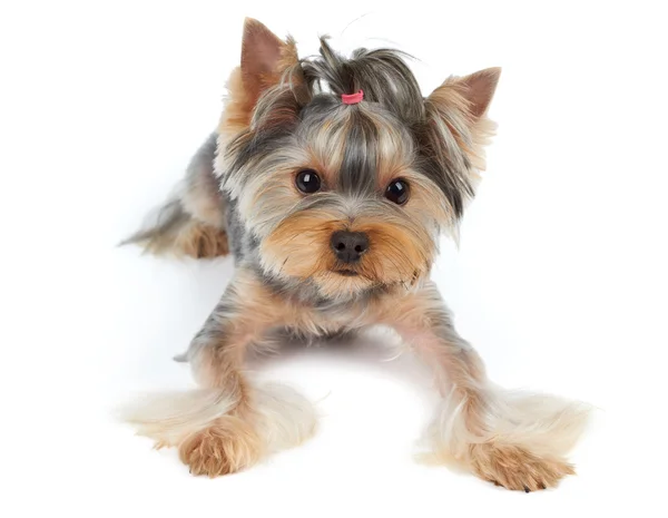 Perro con ojos grandes — Foto de Stock