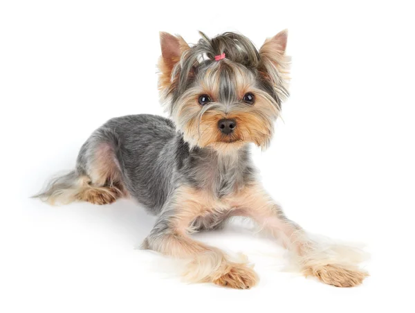 Cão com cabelo curto — Fotografia de Stock