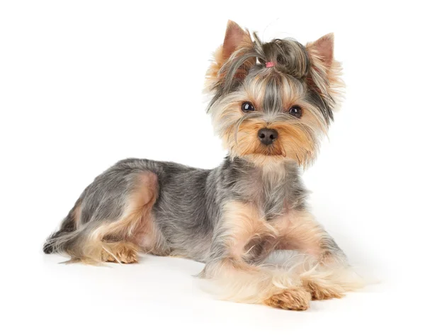 Cão agradável com cabelo curto — Fotografia de Stock