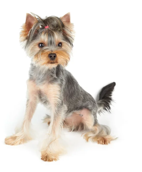 Cane con taglio di capelli siede su bianco — Foto Stock