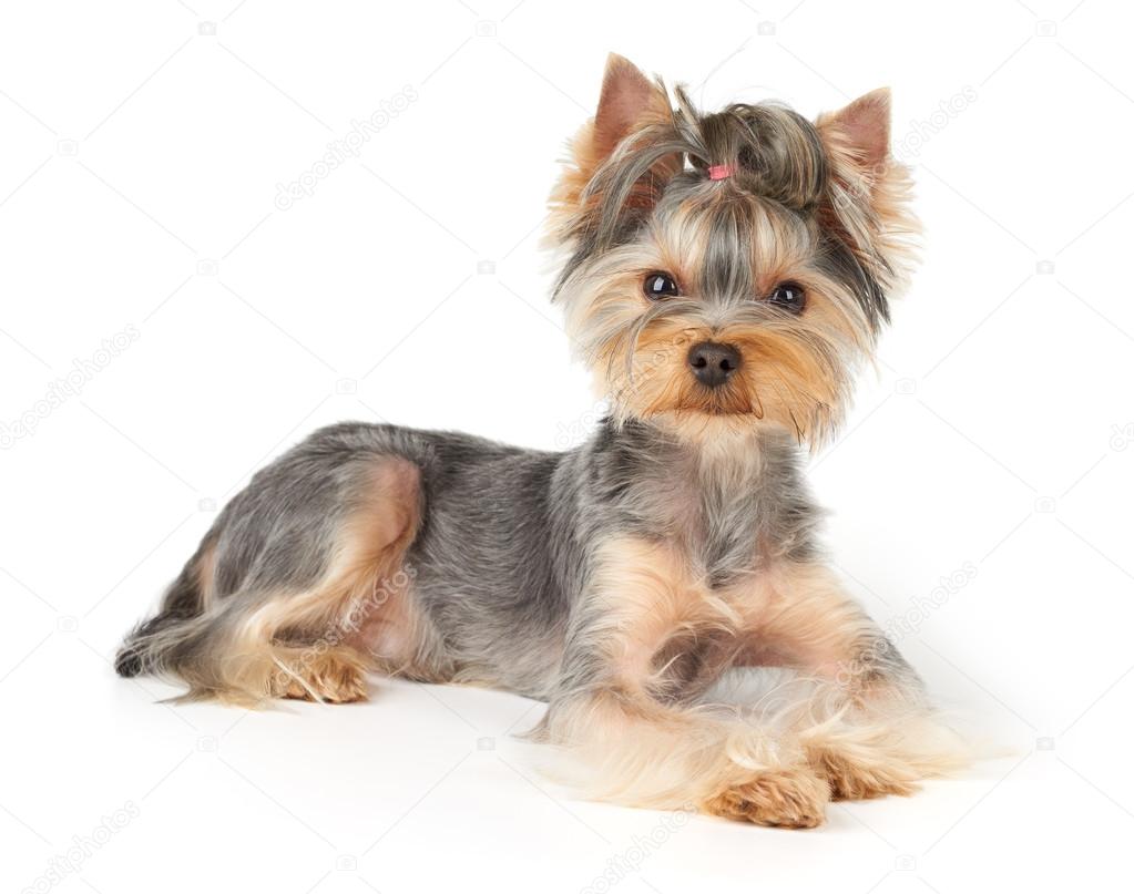 Nice Dog With Short Hair Stock Photo C Photopotam 85555344