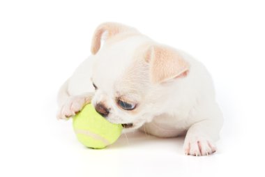 Chihuahua köpek yavrusu ile Top oynuyor