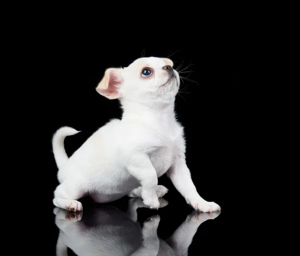 White puppy of Chihuahua — Stock Photo, Image