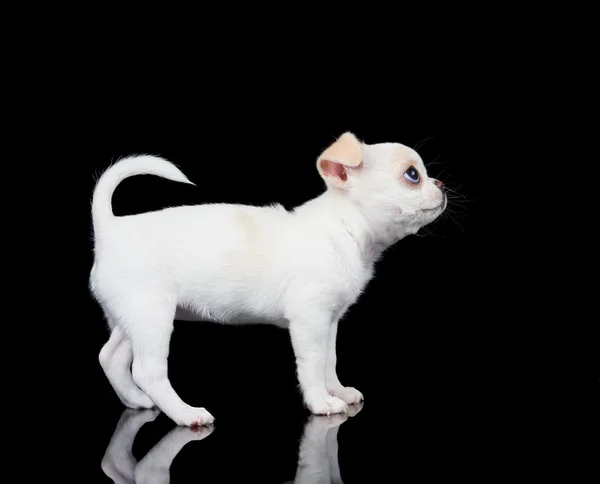 Witte pup van chihuahua — Stockfoto