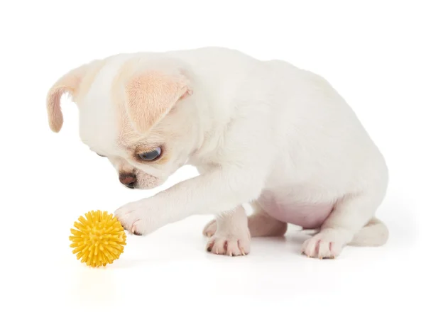 Puppy of Chihuahua touches the ball — Stock Photo, Image