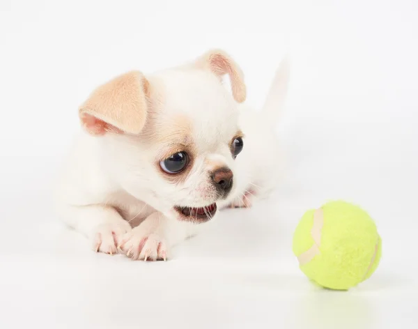 Puppy of Chihuahua plays with ball — Stock Photo, Image