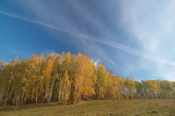 Березовый лес осенью — стоковое фото