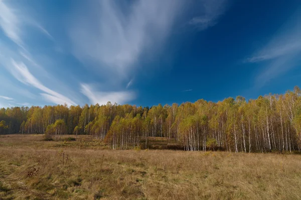 Berk bossen in de herfst — Stockfoto