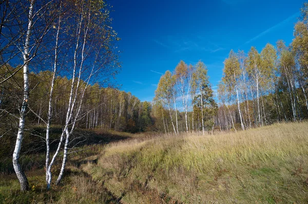 Березовый лес осенью — стоковое фото