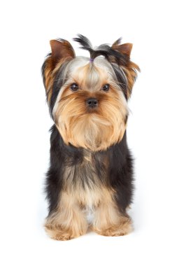 beyaz üzerine Yorkshire korkunç