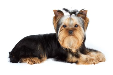 beyaz üzerine Yorkshire korkunç