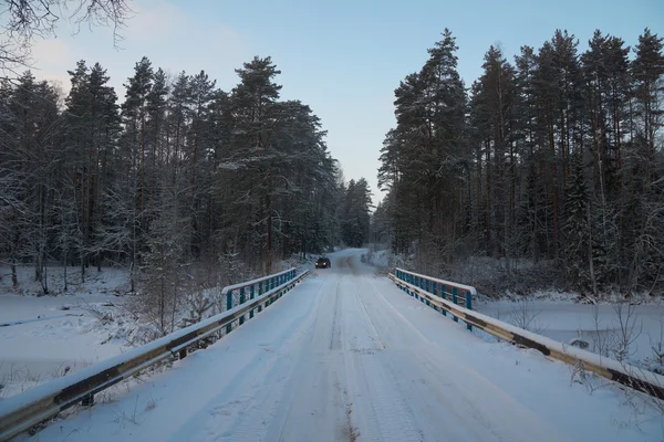 Solnedgång i skogen — Stockfoto