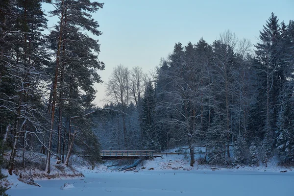 森林中的桥梁 — 图库照片