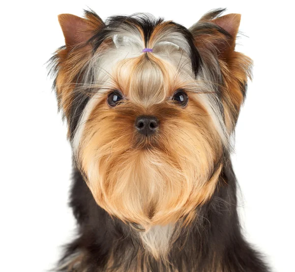 Portrait of the dog — Stock Photo, Image