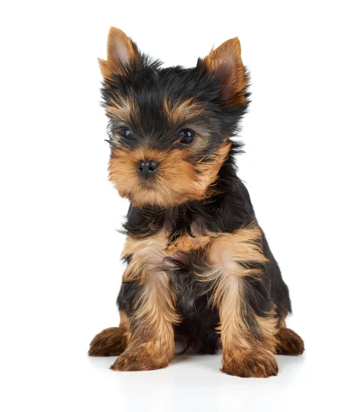 Un cachorro en blanco — Foto de Stock