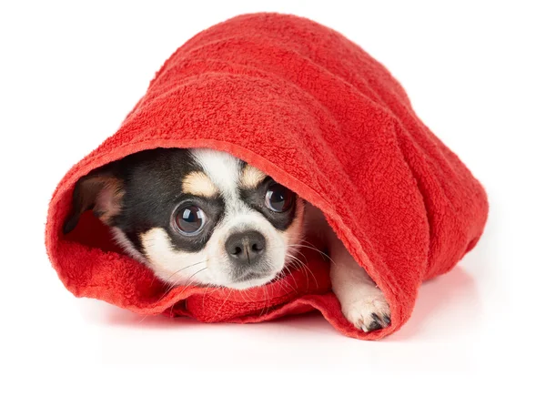 Chihuahua in red towel — Stock Photo, Image