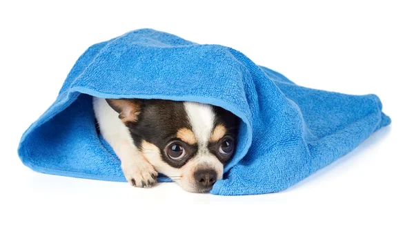 Chihuahua em toalha azul — Fotografia de Stock