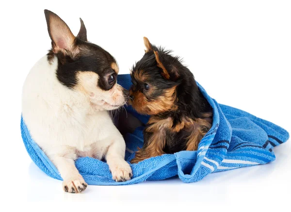 Chihuahua and Yorkshire Terrier — Stock Photo, Image