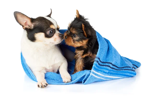 Chihuahua and Yorkshire Terrier — Stock Photo, Image