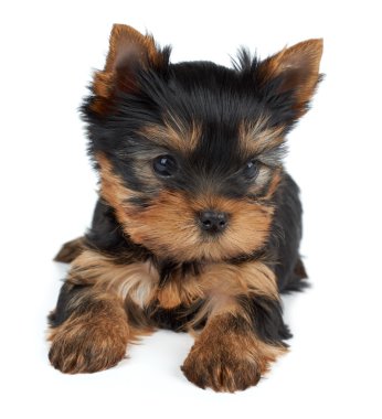 Beyaz bir köpek yavrusu