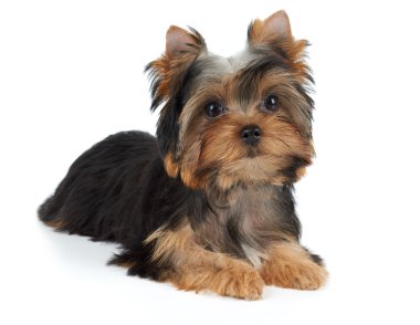 Beyaz bir köpek yavrusu
