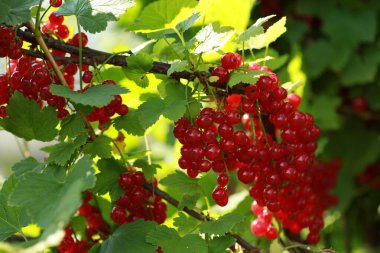 Bahçıvanlık ve tarım. Yeşil bir çalılıktaki bir dalda olgun kırmızı frenk üzümü. Böğürtlen. Arkaplan resmi, alanı kopyala