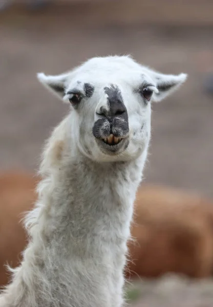 Llama animal portrait on blurred, soft focus.