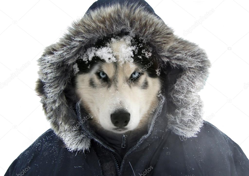 Siberian husky clearance clothes