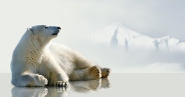 Polar bear lying on the ice in the environment of the iceberg..