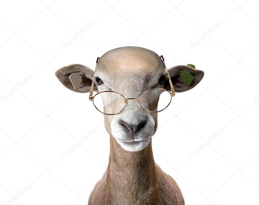 Sheep glasses. — Stock Photo © BMWX1P 83834316