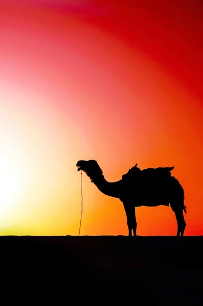 Camel at sunset — Stock Photo, Image