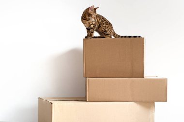 Beyaz arkaplanda Bengal kedisi